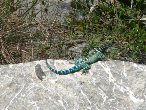 Ornate Spiny Lizard