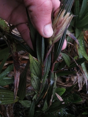 Elleanthus maculatus