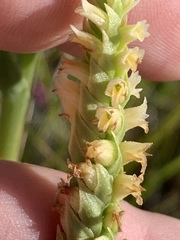 Spiranthes infernalis