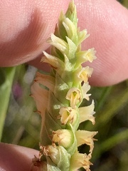 Spiranthes infernalis