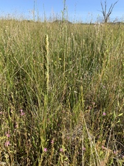 Spiranthes infernalis