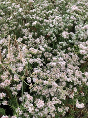 Eriogonum arborescens