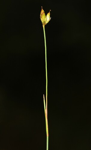 Image of Juncus stygius by (c) Quinten Wiegersma, some rights reserved (CC BY)