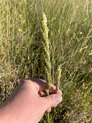 Spiranthes infernalis