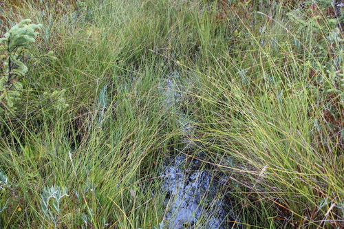 Image of Juncus stygius by (c) Quinten Wiegersma, some rights reserved (CC BY)