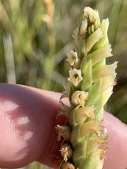 Spiranthes infernalis