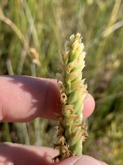 Spiranthes infernalis