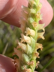 Spiranthes infernalis
