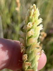 Spiranthes infernalis
