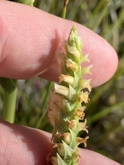 Spiranthes infernalis