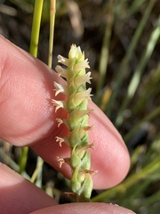 Spiranthes infernalis
