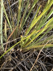 Spiranthes infernalis