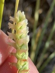 Spiranthes infernalis