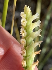 Spiranthes infernalis