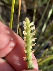 Spiranthes infernalis