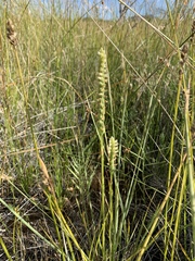 Spiranthes infernalis