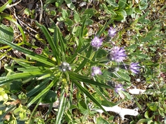 Saussurea angustifolia