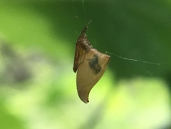 Neospintharus trigonum