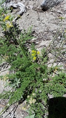 Cymopterus terebinthinus