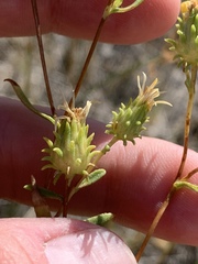 Grindelia fraxinipratensis