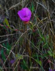 Clarkia rubicunda