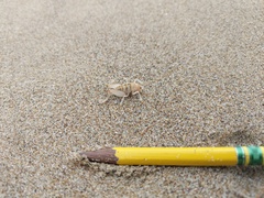 Rhachocnemis validus