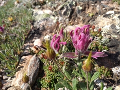 Castilleja elegans