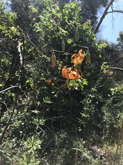 Lilium humboldtii