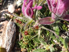 Castilleja elegans