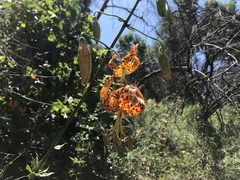 Lilium humboldtii