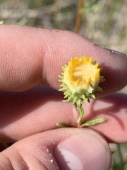 Grindelia fraxinipratensis