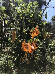 Lilium humboldtii