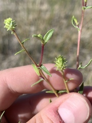 Grindelia fraxinipratensis