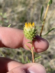 Grindelia fraxinipratensis