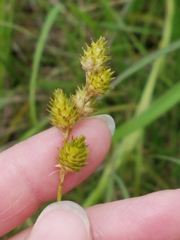 Carex brevior