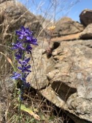 Delphinium hesperium