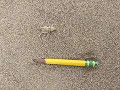 Rhachocnemis validus