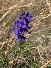 Delphinium hesperium