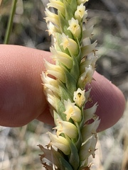 Spiranthes infernalis