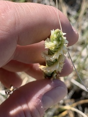 Spiranthes infernalis