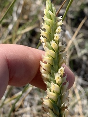 Spiranthes infernalis