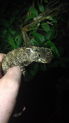 Enyalioides laticeps