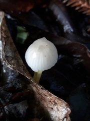 Mycena subviscosa