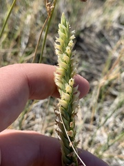 Spiranthes infernalis