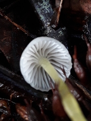 Mycena subviscosa
