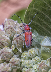 Tetraopes annulatus