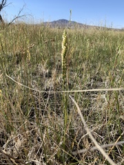Spiranthes infernalis