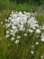 Eriophorum scheuchzeri