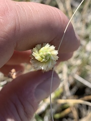Spiranthes infernalis