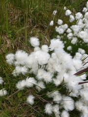 Eriophorum scheuchzeri